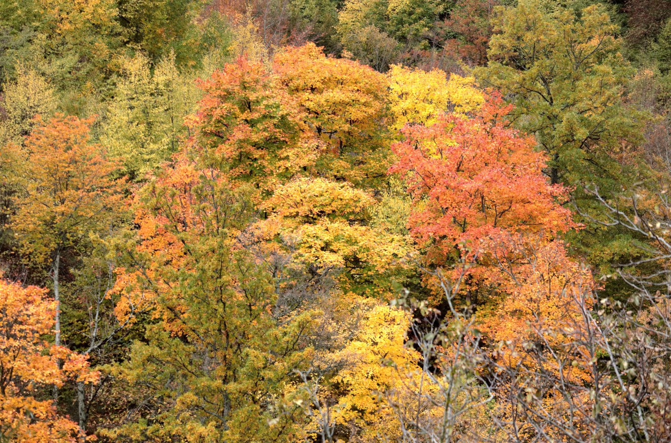 autunno-dorato-nelle-foreste-casentinesi_180